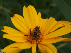 Andrena aliciae