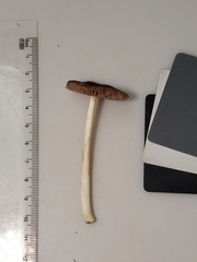 Pluteus deceptivus