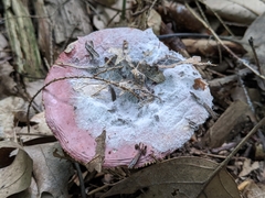 Hypomyces armeniacus