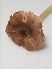 Pluteus deceptivus