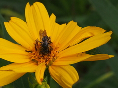 Andrena aliciae