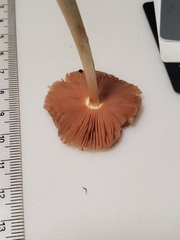 Pluteus deceptivus