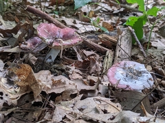 Hypomyces armeniacus