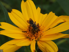 Andrena aliciae