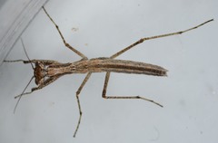 Litaneutria pacifica