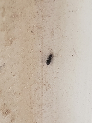 Technomyrmex difficilis