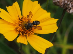 Andrena aliciae