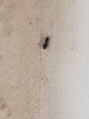 Technomyrmex difficilis