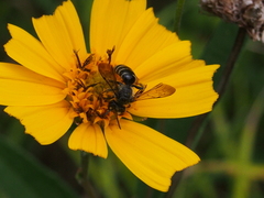 Andrena aliciae