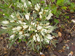 Astragalus gilviflorus