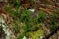 Arenaria lycopodioides
