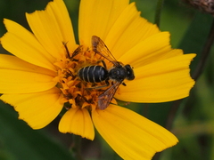Andrena aliciae