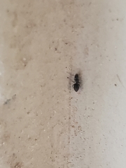 Technomyrmex difficilis