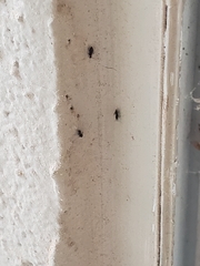 Technomyrmex difficilis