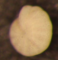 Elphidiella hannai