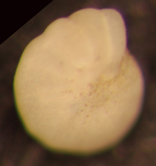 Elphidiella hannai