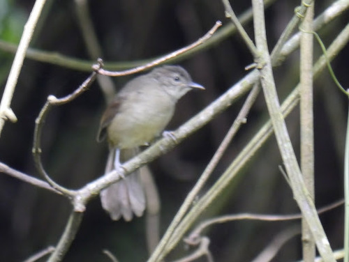 Stelgidillas gracilirostris