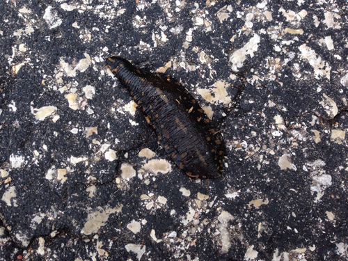 Glossiphoniidae