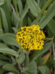 Senecio atratus