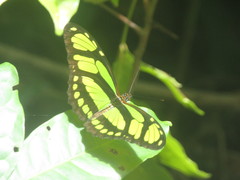 Philaethria dido