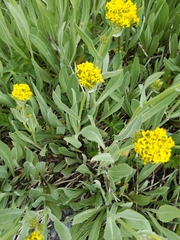 Senecio atratus