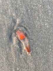 Clione limacina