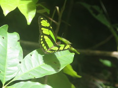 Philaethria dido