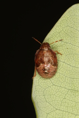 Peribalus strictus strictus