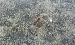 Neoclytus acuminatus acuminatus