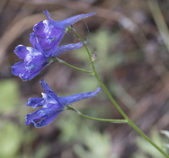 Delphinium polycladon