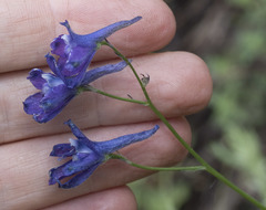 Delphinium polycladon