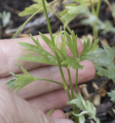 Delphinium polycladon