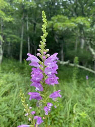 Physostegia virginiana ssp. virginiana