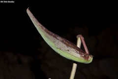 Asclepias otarioides