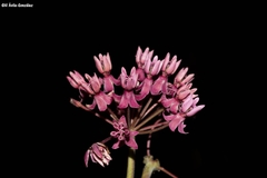 Asclepias otarioides