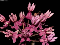 Asclepias otarioides