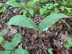 Convallaria pseudomajalis