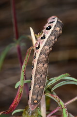 Proserpinus clarkiae