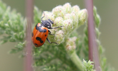 Hippodamia caseyi