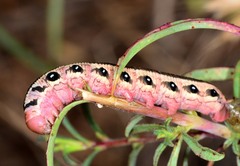 Proserpinus clarkiae