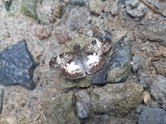 Chiomara