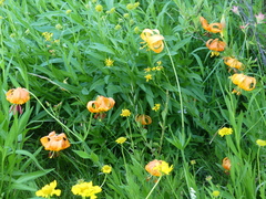 Lilium pardalinum vollmeri