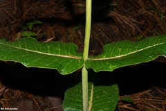 Asclepias otarioides