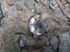 Chiomara