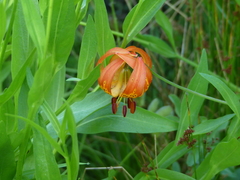 Lilium pardalinum vollmeri