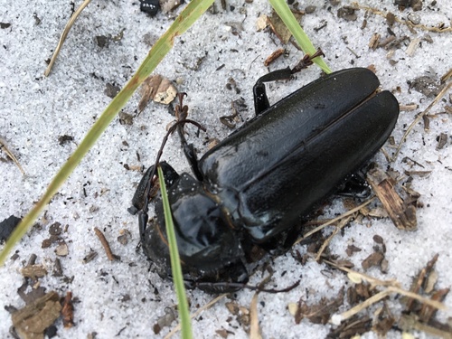 Live-oak Root Borer photo 2
