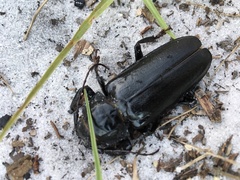 Archodontes melanopus