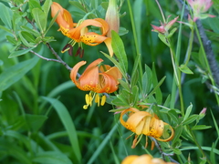 Lilium pardalinum vollmeri