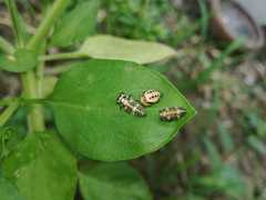 Cheilomenes sexmaculata