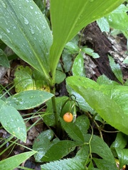 Convallaria pseudomajalis